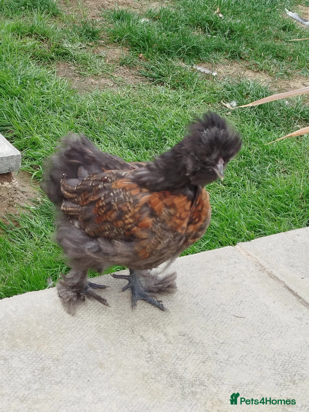 Chickens poultry for sale: Pekin frizzle, polish,silkie cockerels - Advert 2