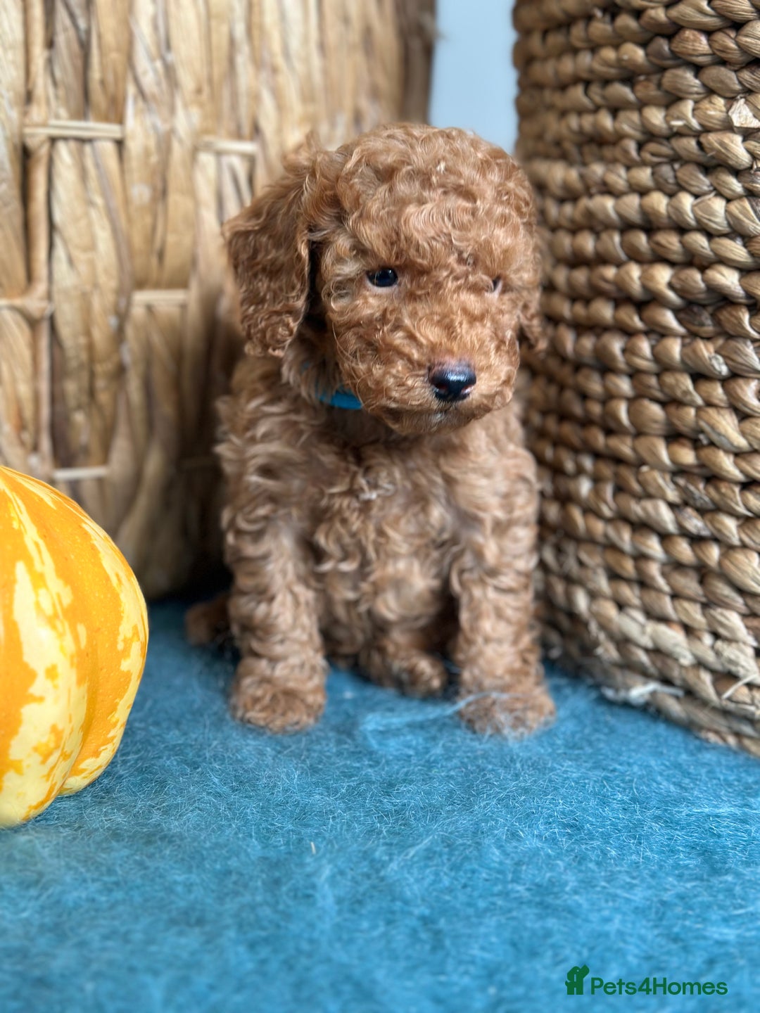 Miniature Poodle dogs for sale: 🐾 Beautiful KC 🦊 Red Miniature Poodle Puppies 🐾 - Image 13
