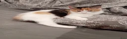 Domestic Shorthair cats for sale: Female  - Advert 2