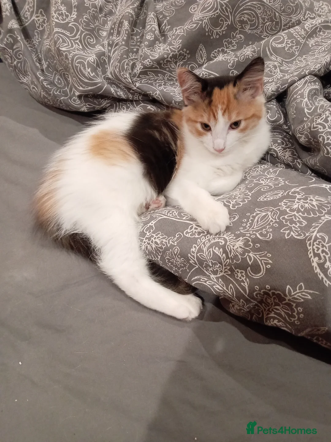 Domestic Shorthair cats for sale: Female  - Advert 2