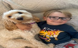 Cockapoo dogs for sale: Cockapoo puppies for sale- extensive DNA tested - Image 7