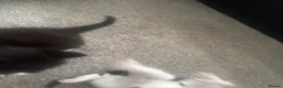 British Longhair cats for sale: 3 British Longhair Tuxedo Kittens Black and White - Advert 4