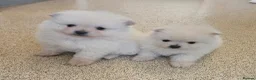 Pomeranian dogs for sale: Pomeranian pups in London - Advert 7