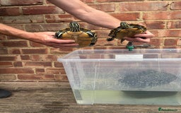 Terrapin reptiles for sale: Terrapins - Image 2
