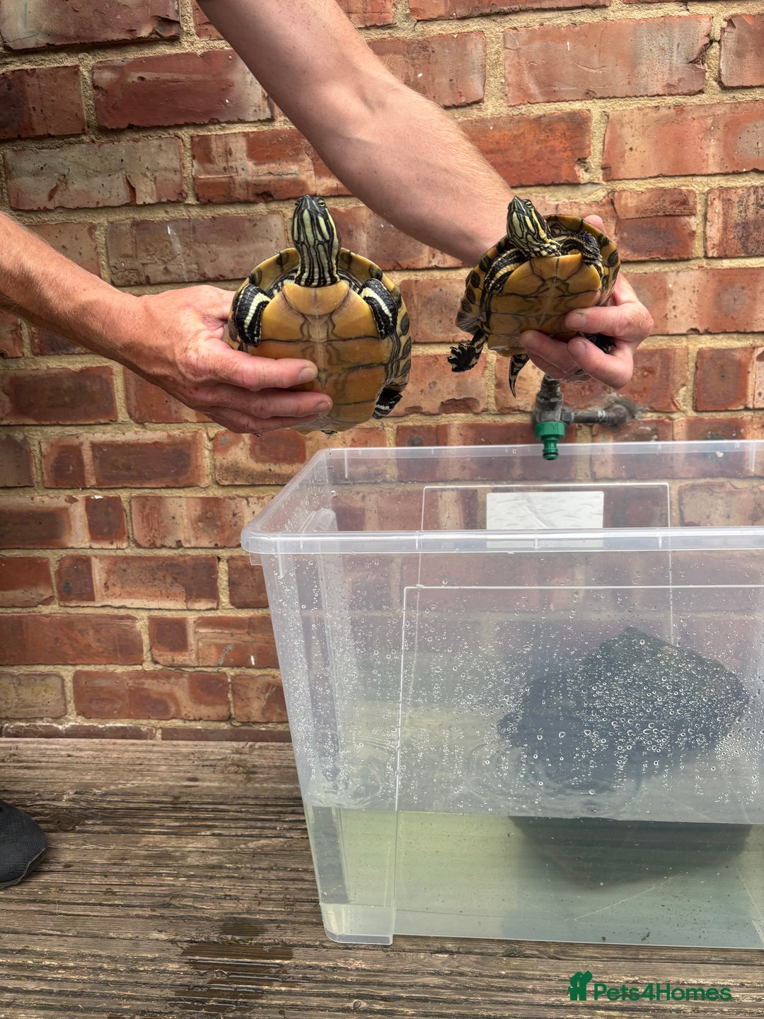 Terrapin reptiles for sale: Terrapins - Image 2