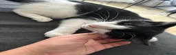 Mixed Breed cats for sale:  Loving Home Wanted for 2 Black & White Cats in Enfield - Advert 4