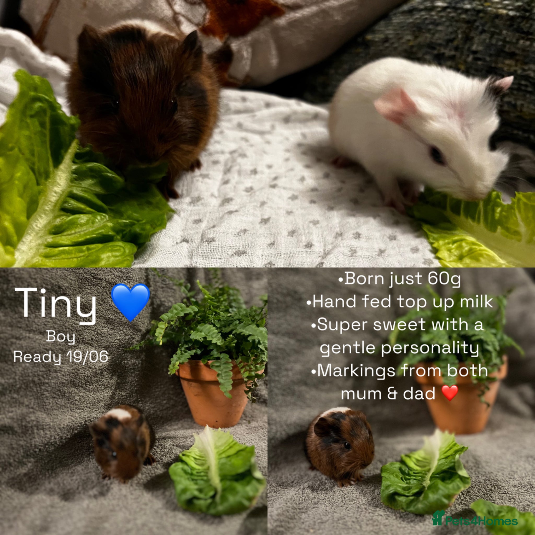 Guinea Pig rodents Baby guinea pigs for sale - Advert 1