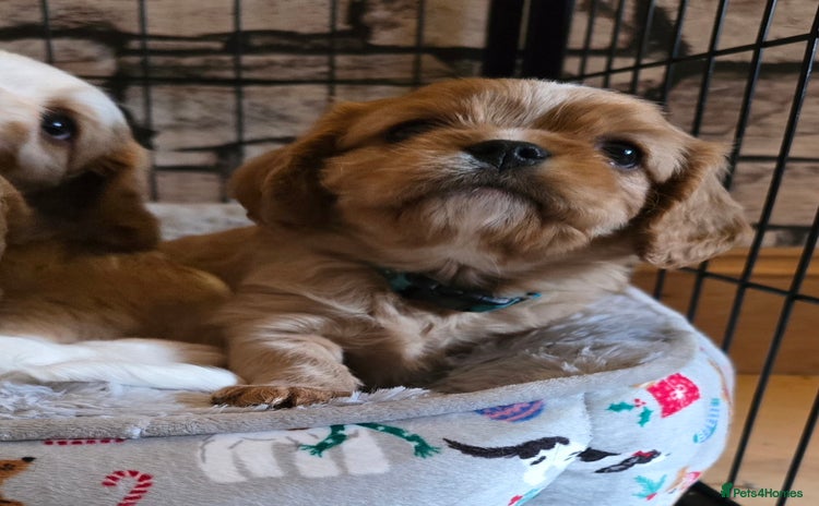 Cavalier King Charles Spaniel dogs - Advert 1