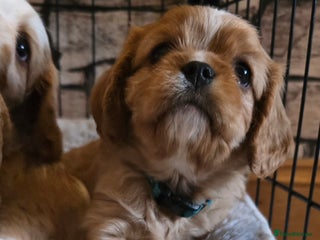 Cavalier King Charles Spaniel dogs - Advert 1