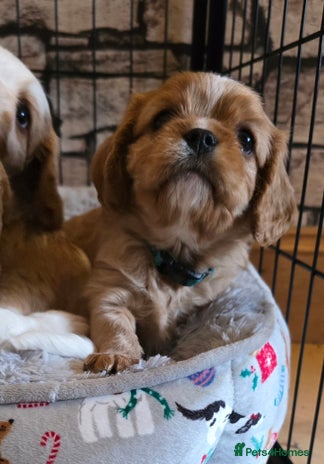 Cavalier King Charles Spaniel dogs - Advert 1
