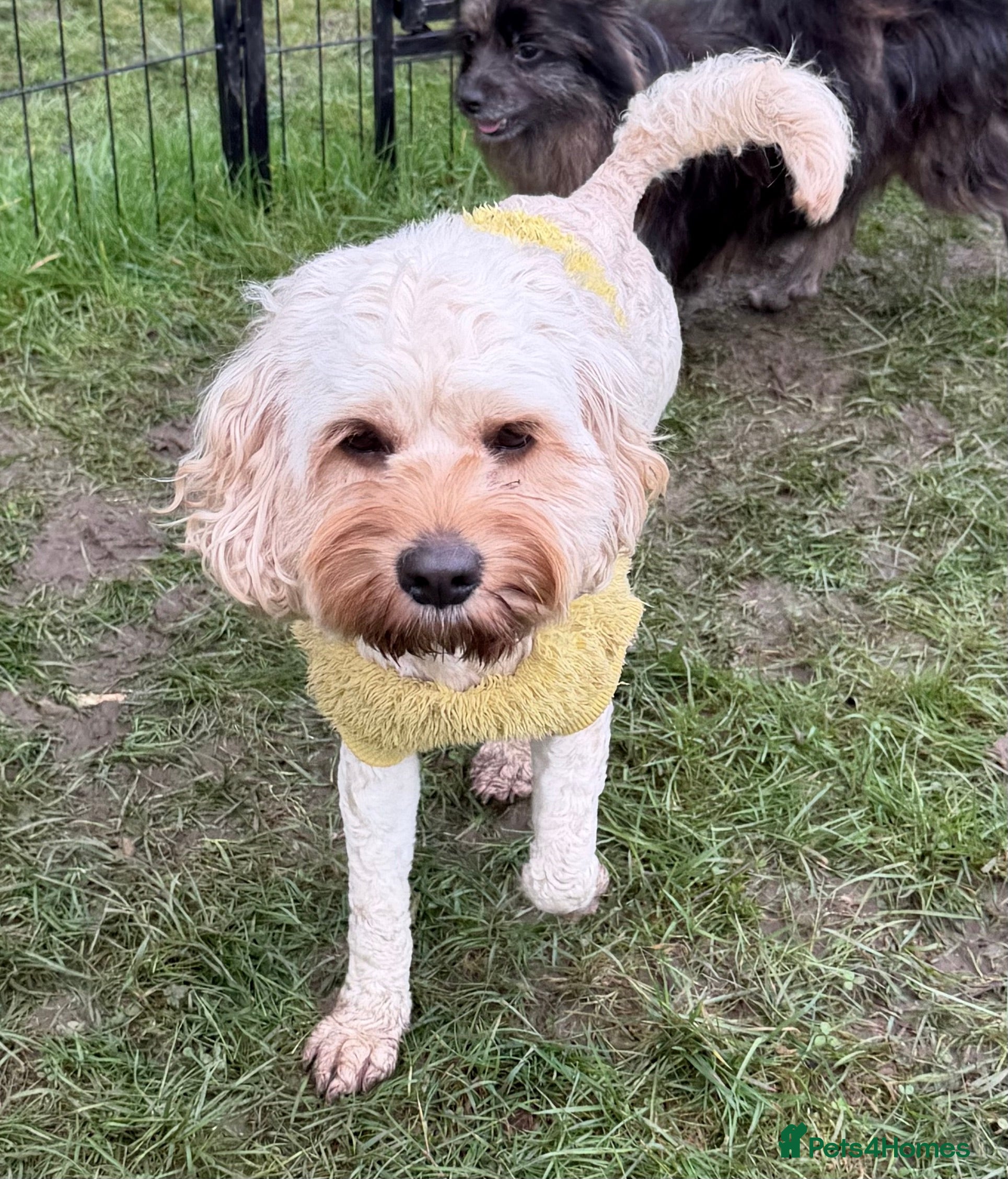 Cavapoo dogs 🐾 CARAMEL – Female Cavapoo Neutered - Advert 4