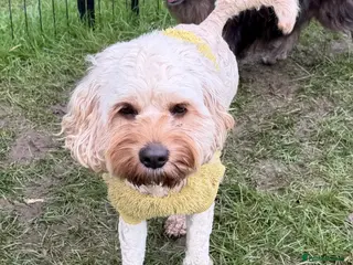 Cavapoo dogs 🐾 CARAMEL – Female Cavapoo Neutered - Advert 4