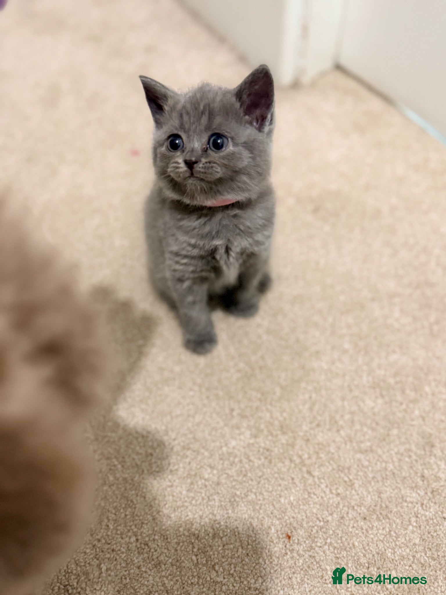 British Shorthair cats 🎀 Last 2 beautiful baby girl kittens available 💕 - Advert 2