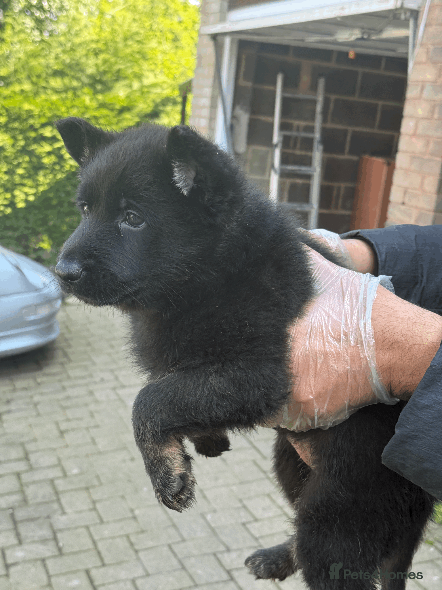 German Shepherd dogs German Shepherd Puppies Exceptional Bloodlines - Advert 6