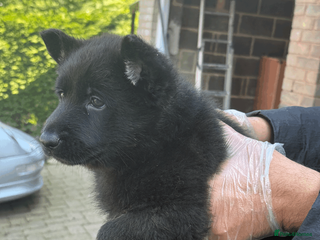 German Shepherd dogs German Shepherd Puppies Exceptional Bloodlines - Advert 8
