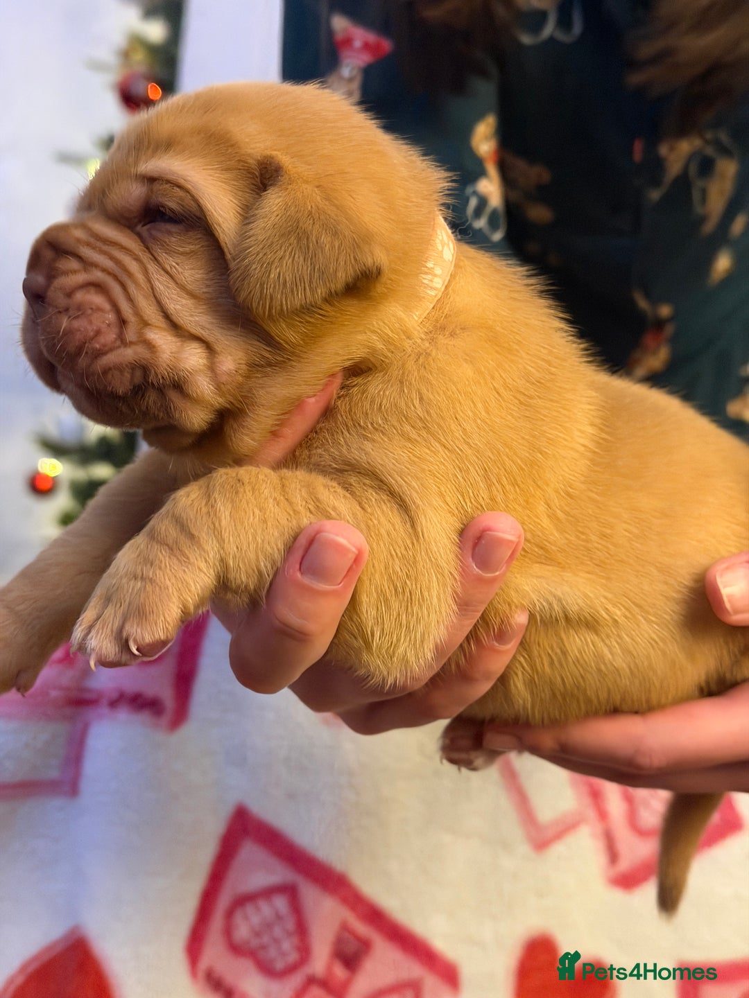 Dogue De Bordeaux dogs for sale: Beautiful Dogue De Bordeaux Puppies - Advert 34