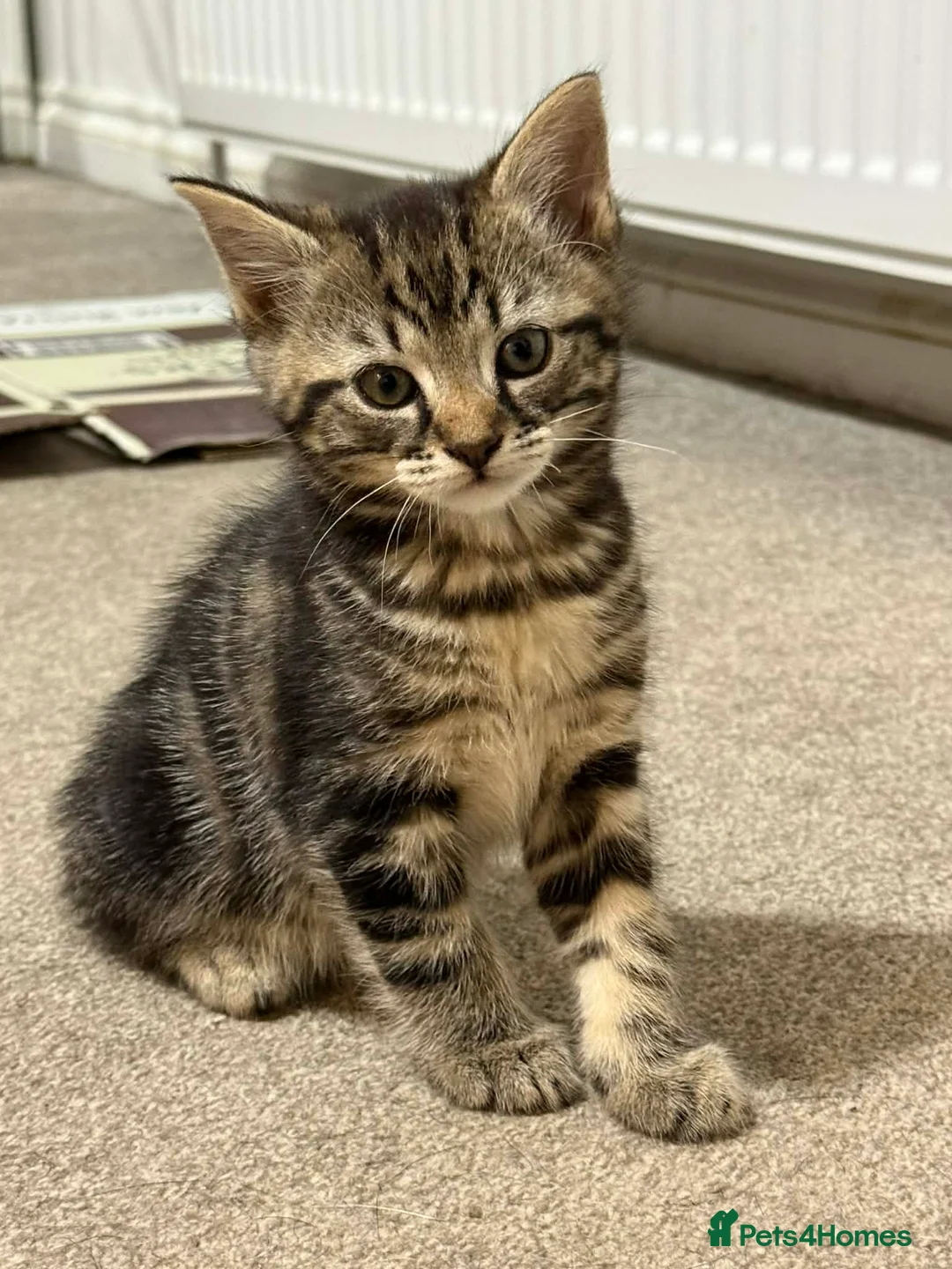 Mixed Breed cats for sale: Kittens ready to go - Advert 3