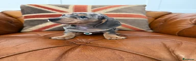 Miniature Dachshund Puppy 3