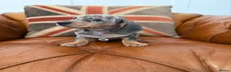 Miniature Dachshund dogs for sale: Miniature Dachshund Dapple Puppies 🐶 5🌟licensed  - Advert 1