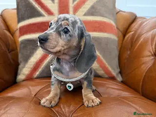 Miniature Dachshund dogs for sale: Miniature Dachshund Dapple Puppies 🐶 5🌟licensed - Advert 2