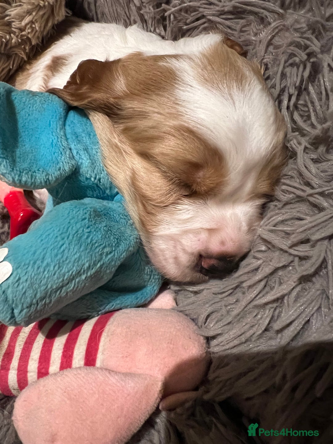 Welsh Springer Spaniel dogs for sale: 1 Girl remaining Fully Health Tested Parents  - Advert 9