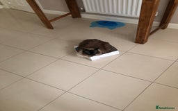 Ragdoll cats for sale: Sweet male ragdoll “Tedi” 5yo - Image 3