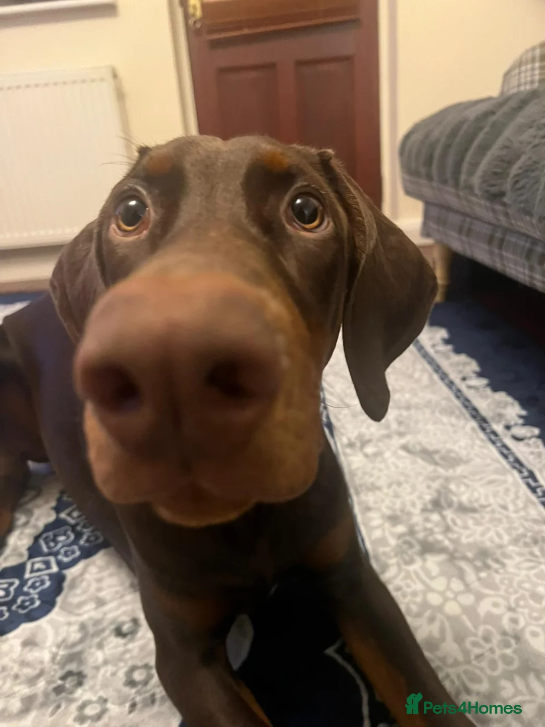 Dobermann dogs for sale: Doberman Male 8 Months Old Pedigree Vaccinated - Advert 6
