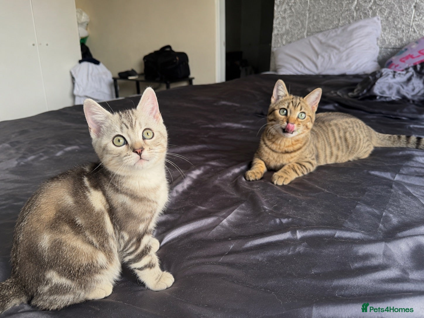 Mixed Breed cats DISCOUNTED SCOTTISH BENGALS, PERFECT MIX HYBRID - Advert 5