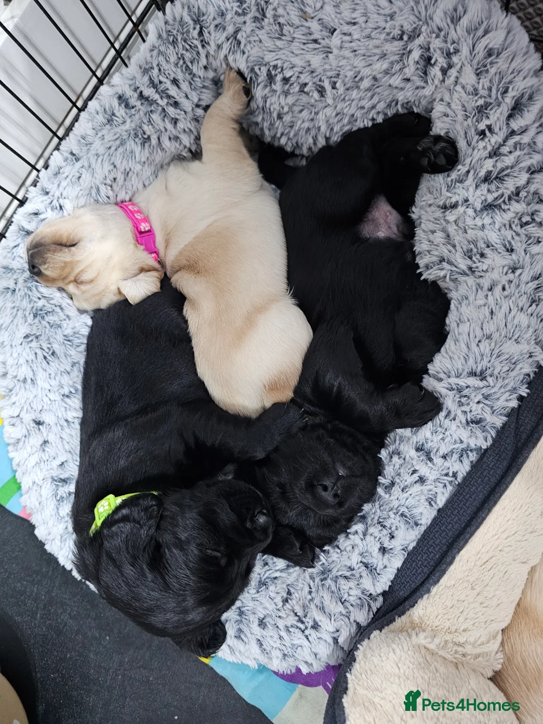 Cockerdor dogs for sale: The most loving Cockerdor/Spanador - Advert 13