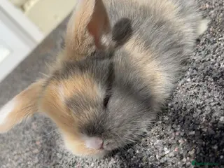 Mini Lop rabbits 4 mini lop bunnies - Advert 10