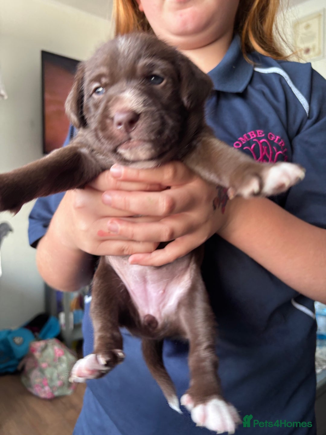 Mixed Breed dogs for sale: Staff x cockapoo puppies  - Image 8
