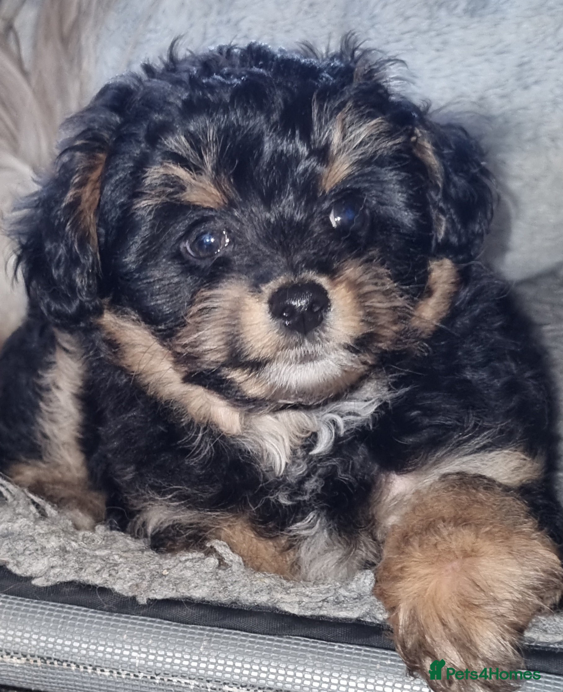 Mixed Breed dogs Pomchipoo, ready now. - Advert 6