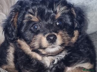 Mixed Breed dogs Pomchipoo, ready now. - Advert 6