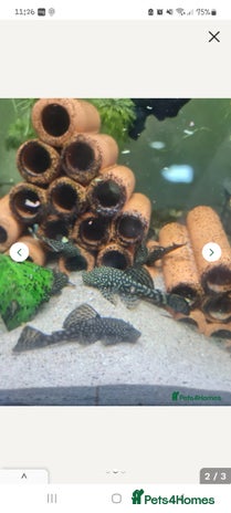 Plecos fish - Advert 11