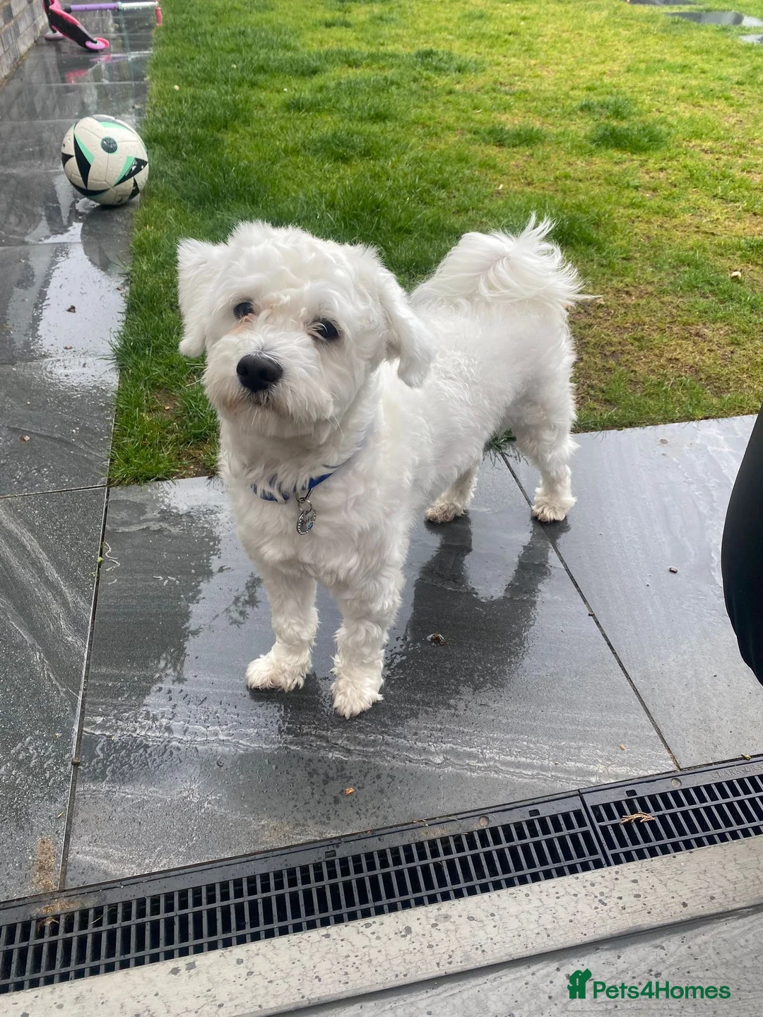 Bichon Frise dogs for sale: Bichon  in Harlow - Advert 5