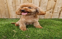 Toy Poodle dogs for sale: Beautiful toy poodle - Image 1