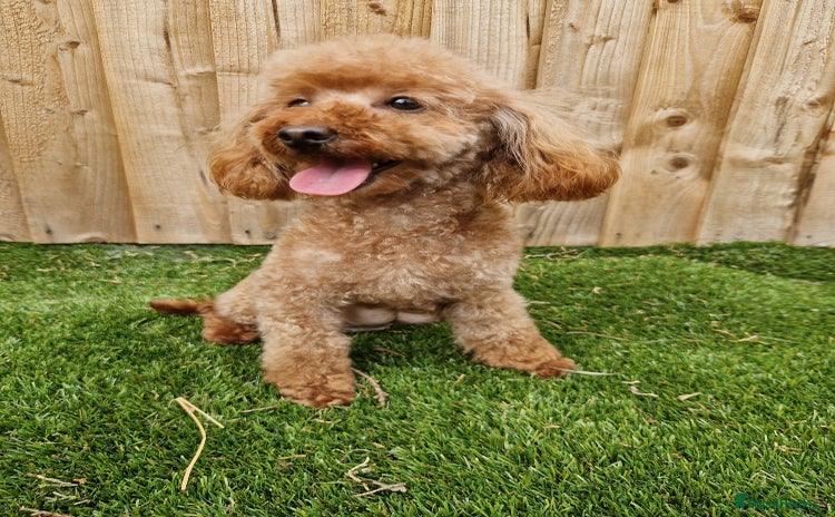 Toy Poodle dogs - Advert 7