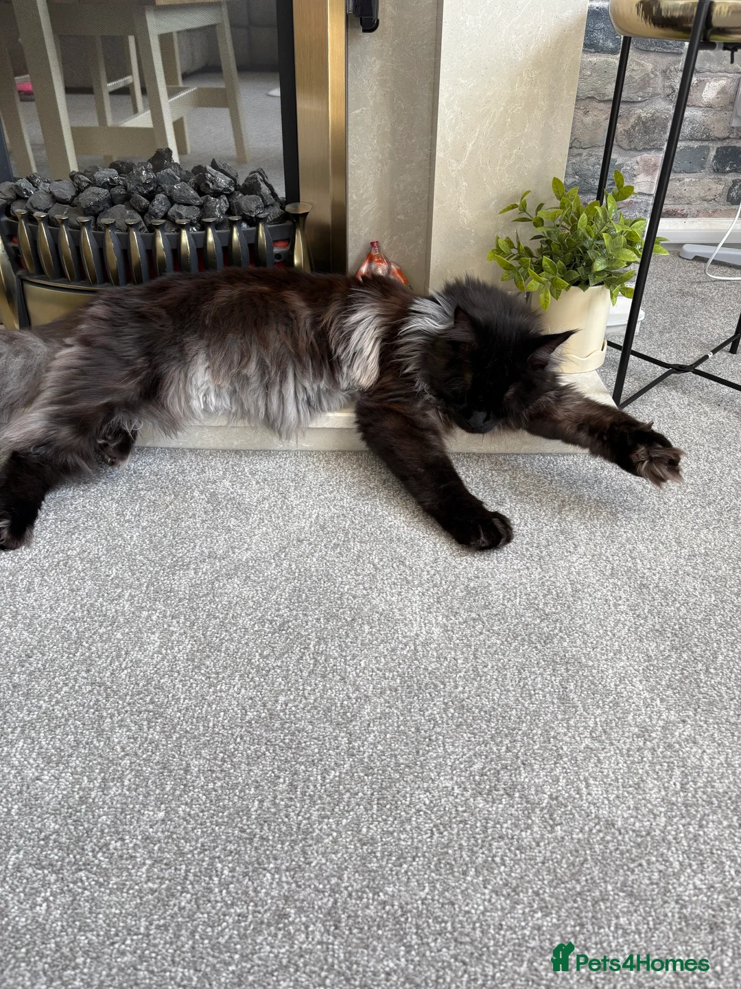 Maine Coon cats for sale: Mainecoon (benson) - Advert 6