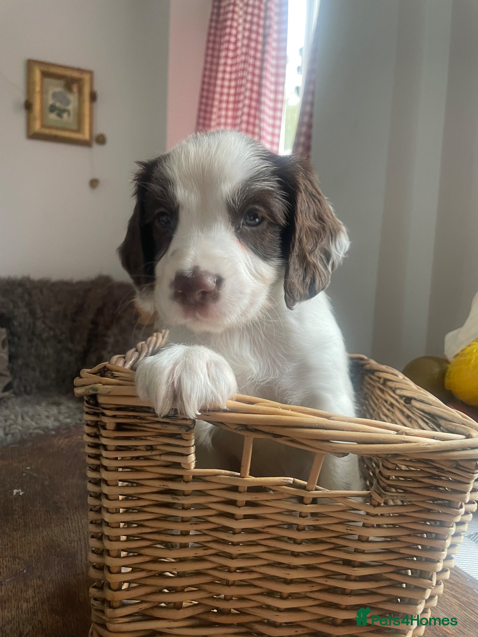 English Springer Spaniel dogs KC Working Springer Spaniel Puppies 2 Boys left - Advert 2