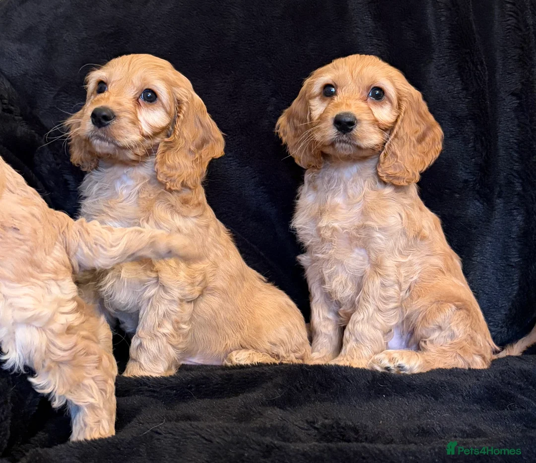 Cavapoo dogs for sale: Beautiful F1 Cavapoo Puppies  - Advert 8