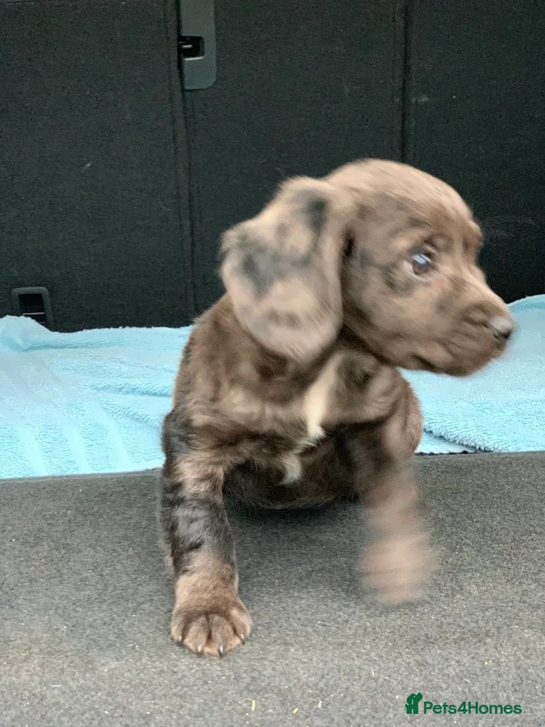 Cocker Spaniel dogs for sale: Cocker spaniel  show type in Longfield - Advert 9