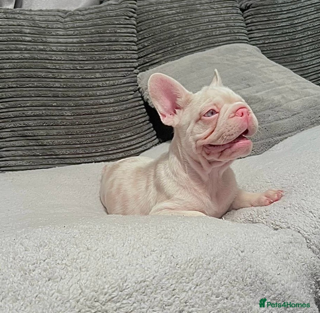 French Bulldog dogs for sale: Caramel Pink Husky Koi Male Puppy - Advert 5