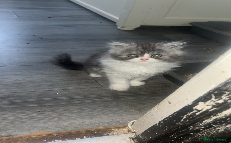 Persian cats - Advert 2