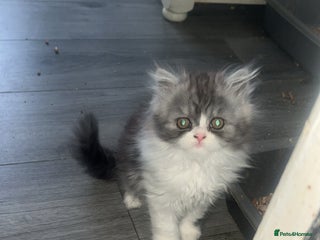 Persian cats - Advert 5