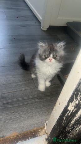 Persian cats - Advert 1