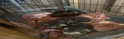 Mixed Breed cats for sale: 3 beautiful kittens for sale  - Advert 2