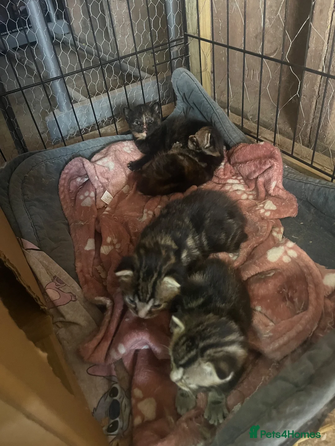 Mixed Breed cats for sale: 3 beautiful kittens for sale  - Advert 2