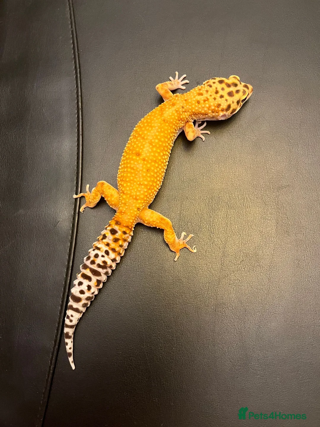 Leopard Gecko reptiles for sale: Inferno Tangerine Het Tremper  - Advert 2