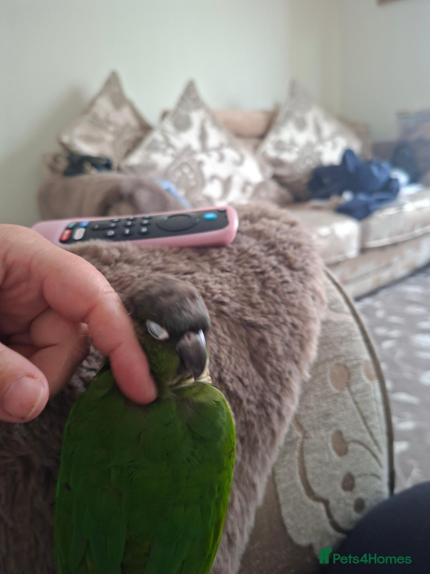Conures birds for sale: Green cheek conure male 2 years  - Advert 7