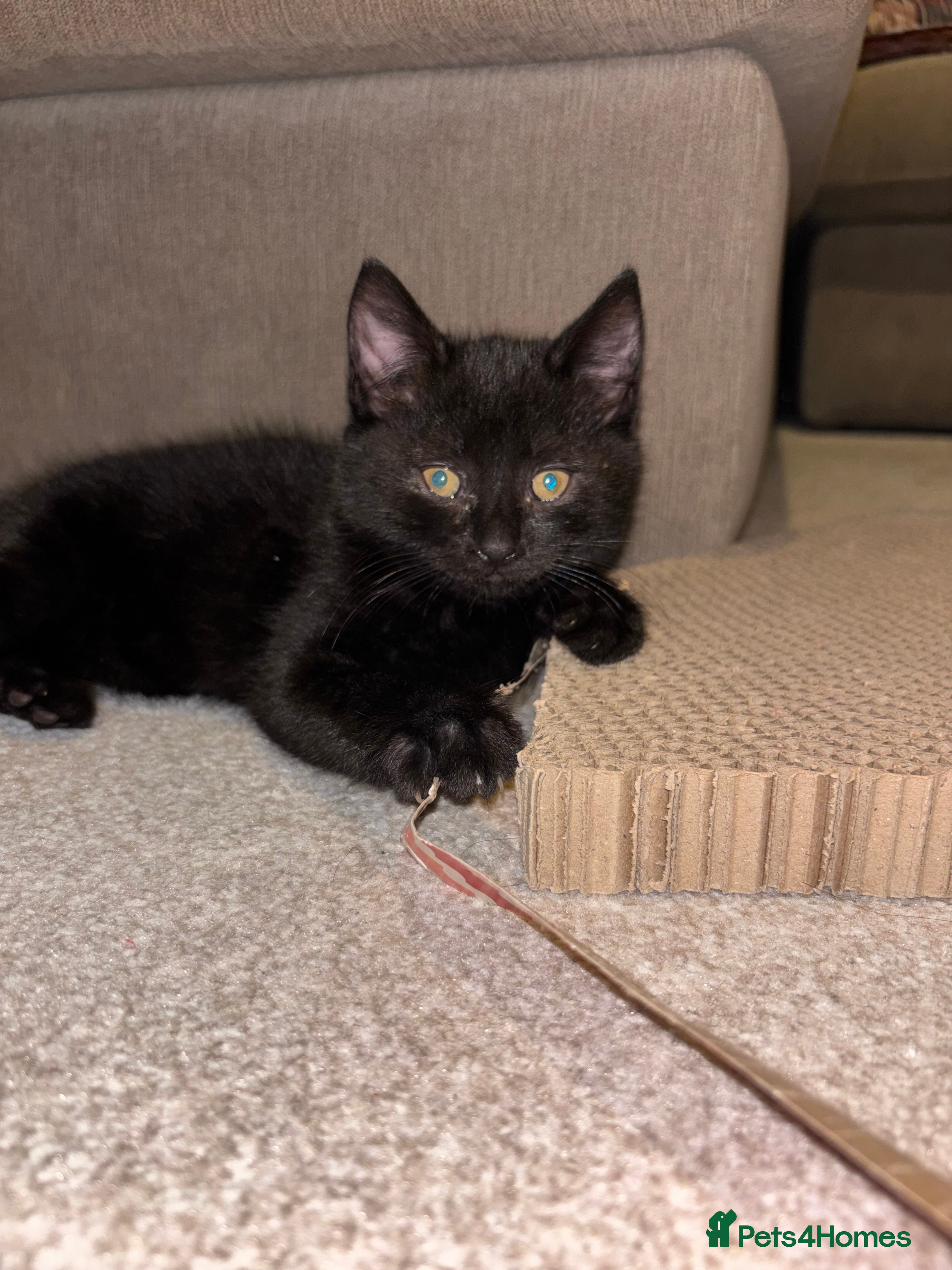 Mixed Breed cats Black Kitten 9 weeks old - Advert 14